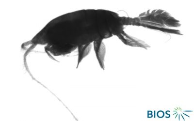 Plankton Profile: Arietellus